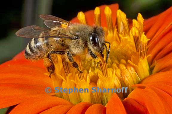 bee on tithonia 2 graphic